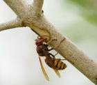 Hornisse bei der Aufnahme von Baumsaft (Bildquelle: Wikipedia, "Membeth")
