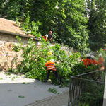 Baum auf Fahrbahn