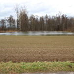 berflutungsflche Gewann "Hoh" bei Buchheim am Kalloweg (Pegelstand: 141 cm)